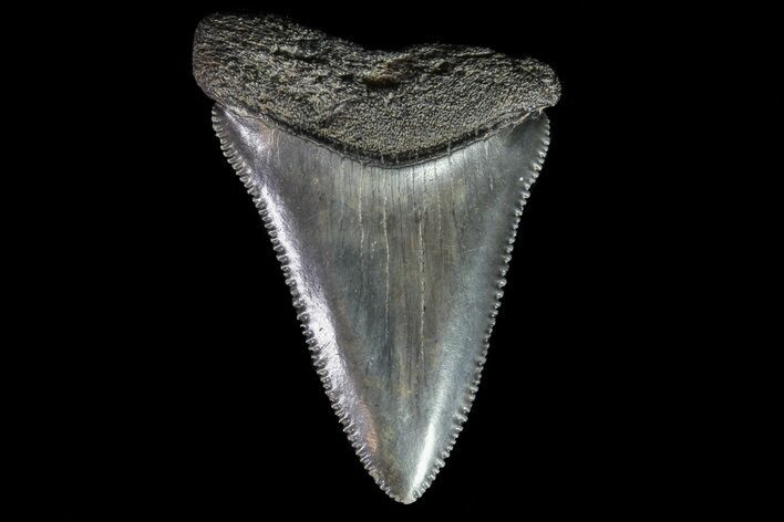Serrated, Fossil Great White Shark Tooth #66751